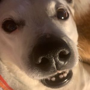 Meet your Posher, Elliot